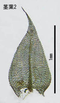 ツクシナギゴケの茎葉2