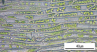 ツクシナギゴケ大きな葉身細胞