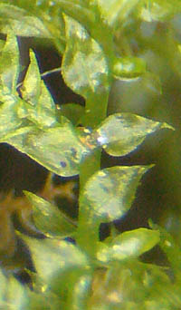 ツクシナギゴケモドキの茎葉