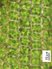 ツチノウエノコゴケの葉身細胞