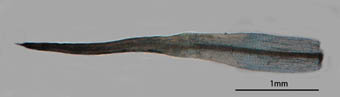 ツチノウエノタマゴケ雌苞葉