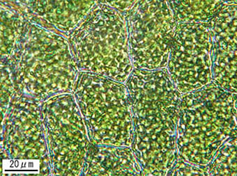 チャボホラゴケモドキの細胞