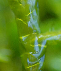 ヤリノホゴケの茎葉