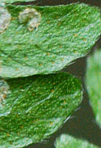 ハリガネワラビ葉裏の腺点