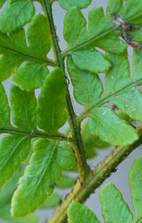 ヒメイタチシダの葉表