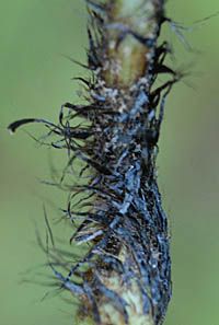 ヒメイタチシダの葉柄の鱗片
