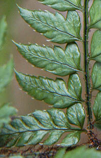 ヒメカナワラビの葉表