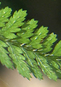 ホソバイヌワラビ葉の軟刺毛