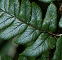 イワイタチシダの葉表