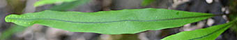 ミヤマノキシノブ葉