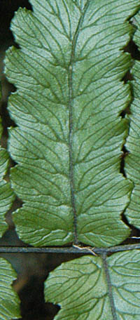 ミヤマノコギリシダの葉表