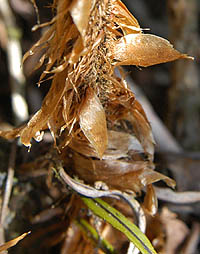 オシダの葉柄基部の鱗片