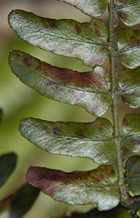 サイゴクベニシダの葉表