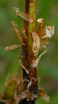 タニヘゴの葉柄の鱗片