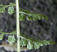 トラノオシダの茎