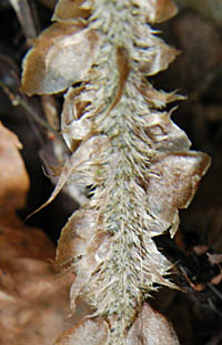 ツヤナシイノデの葉柄の鱗片