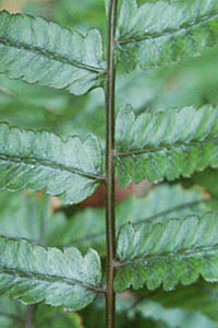 ウラボシノコギリシダの葉