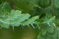 ウスヒメワラビの葉の毛