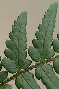 ヤマイタチシダの葉表