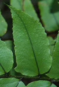 ヤマヤブソテツの葉
