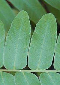 ゼンマイの栄養葉の小羽片