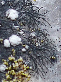 ホシスミイボゴケ下生菌糸2
