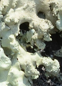 キウメノキゴケ背面の粉芽