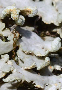 キウラゲジゲジゴケ粉芽