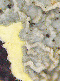 クズレウチキウメノキゴケ髄層