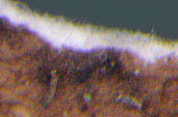 ナミガタウメノキゴケ白色の髄層
