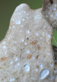 テリハヨロイゴケの腹面の裂片縁