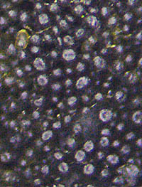 チヂレアオキノリの粒状の裂芽