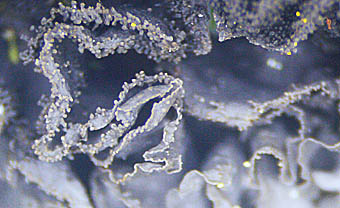 チヂレアオキノリの葉縁の裂芽