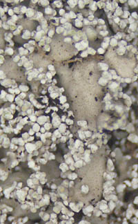 チヂレウラジロゲジゲジゴケ顆粒状の小裂片