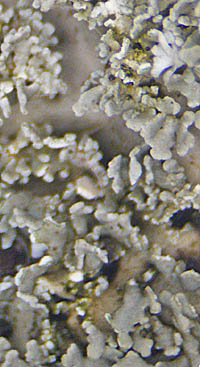 チヂレウラジロゲジゲジゴケ小裂片