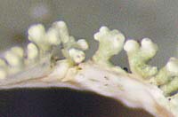トゲトコブシゴケ縁の裂芽