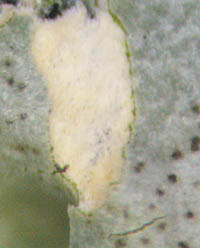 ウチキウメノキゴケ淡黄色の髄層
